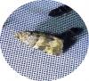 Lobesia abscisana
